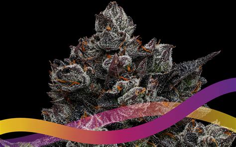 This indica-dominant hybrid leaves an indulging, sweet aftertaste on the palate once consumed. . Thizzles strain leafly